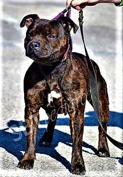 Million Dolar Diamonds of Blanch | Staffordshire Bull Terrier 