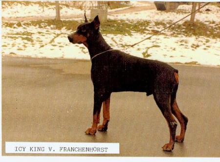Icy King v. Franckenhorst | Black Doberman Pinscher