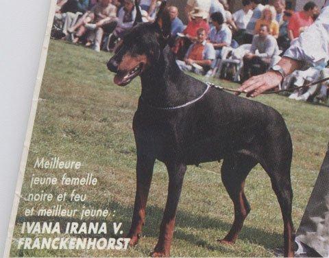 Ivana Irana v. Franckenhorst | Black Doberman Pinscher