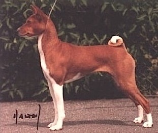 Borasus Juel of The Sun | Basenji 