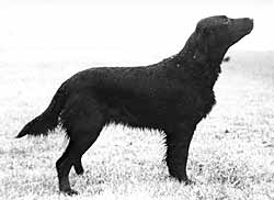 Wolfhill Dolly Mixture | Flat-Coated Retriever 