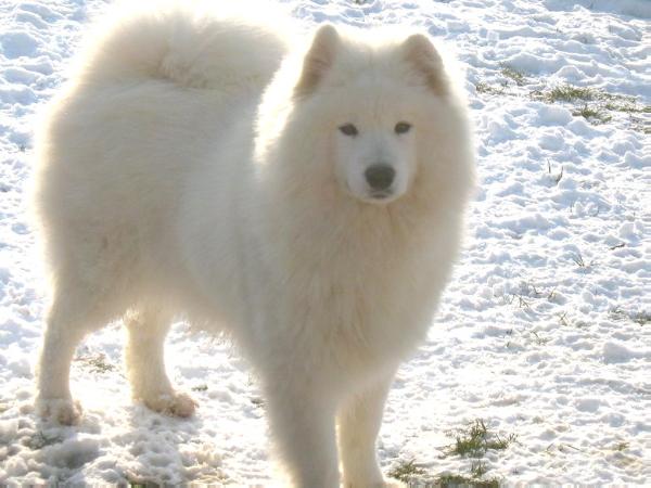 Shakyra di Casa Kaly | Samoyed 