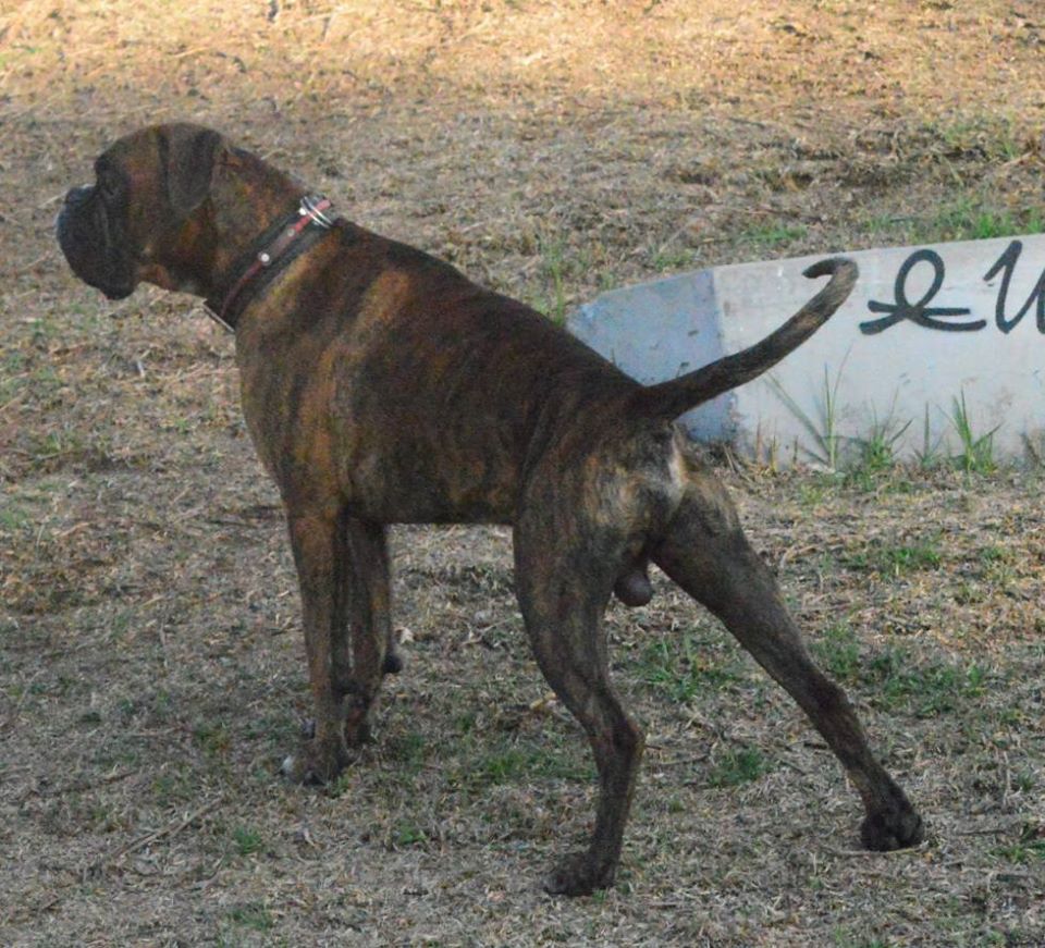 MARLEY DI OROS CUNA | Boxer 