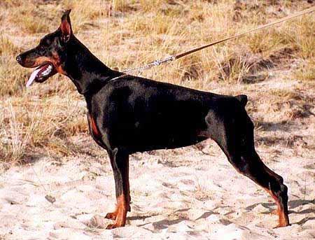 Paola Penelopa Piligrimas | Black Doberman Pinscher