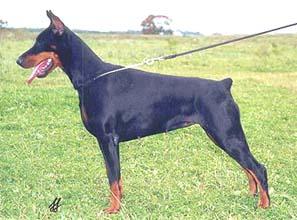 Taisija iz Slavnoi Stai | Black Doberman Pinscher