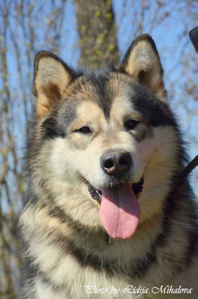 Provider Happiness Stealth Star | Alaskan Malamute 