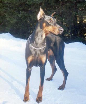 Dagmar Tamara v.d. Nieuwe Loot | Black Doberman Pinscher