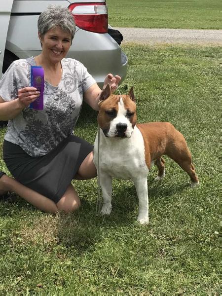 Bellastaff Flying Ace of Michl R | American Staffordshire Terrier 