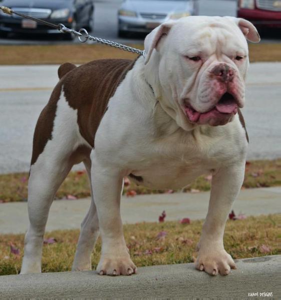 NORTHSTAR'S REV RUN | Olde English Bulldogge 