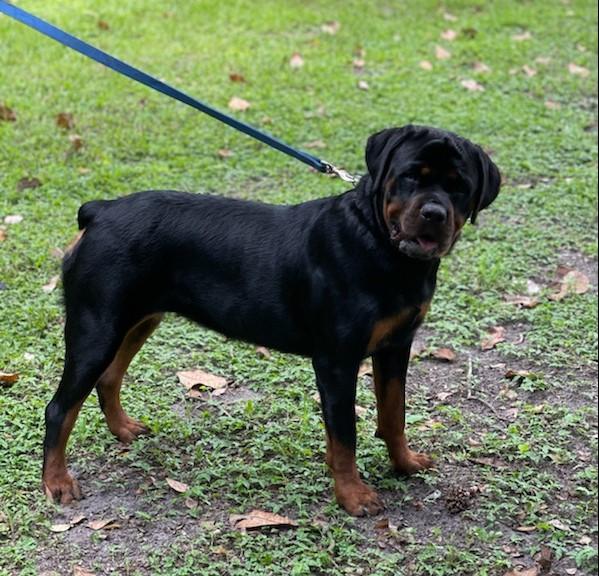 Laila Vom Neropti Rott | Rottweiler 