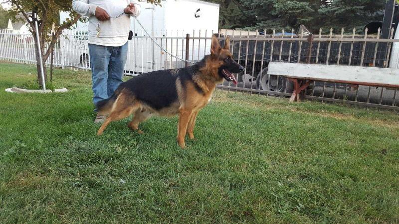 Shakira Von Mondo | German Shepherd Dog 