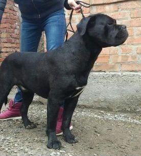 MARSOVO POLE SHABAD | Cane Corso 