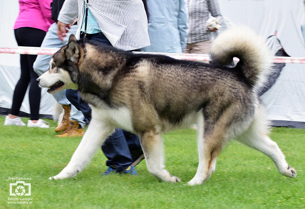 JAZZ ZHOWERLI | Alaskan Malamute 