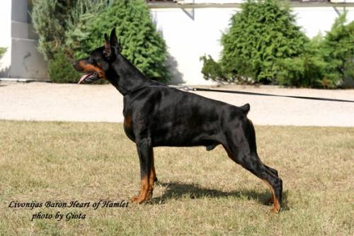 Livonijas Baron Heart of Hamlet | Black Doberman Pinscher