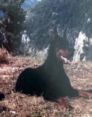 Britta v.d. Kunnemaborgh (NHSB 1532376) | Black Doberman Pinscher