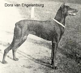 Dora v. Engelenburg | Black Doberman Pinscher