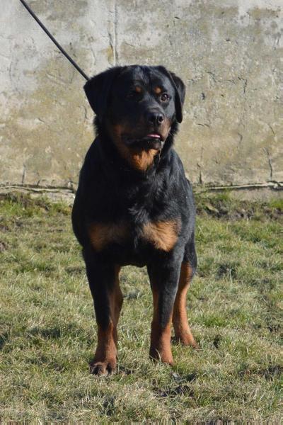 Vesper vom Drachenheim | Rottweiler 