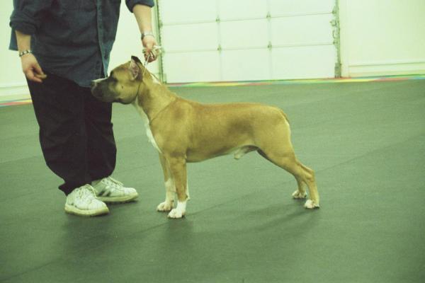 Blackstar's Firestarter | American Staffordshire Terrier 