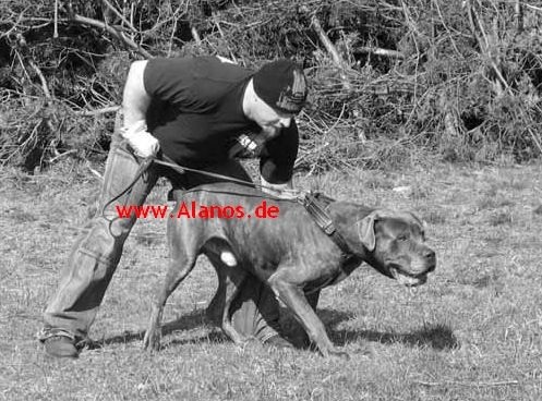 Demenio de la Arena | Perro de Presa Canario 
