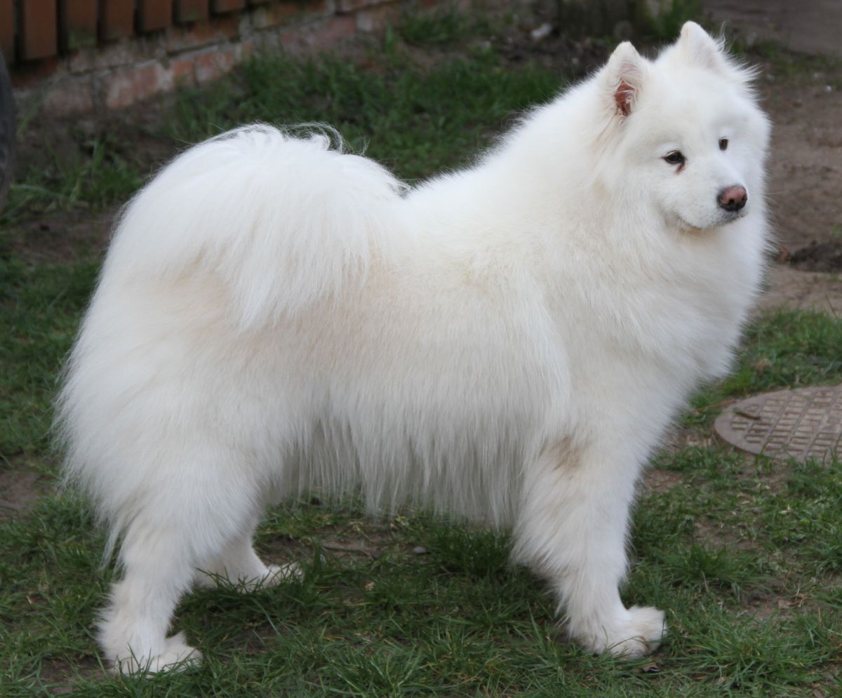 GAYA OF GAMBLER Powiew Pólnocy | Samoyed 