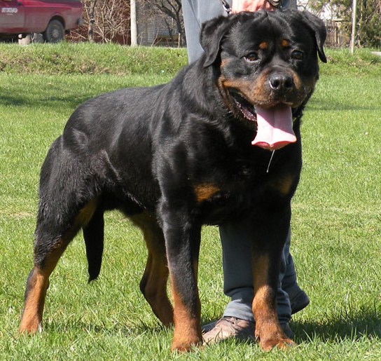 Meda | Rottweiler 