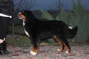 Assel Elensis-The Royal Choice | Bernese Mountain Dog 