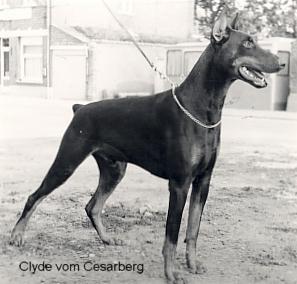 Clyde v. Cesarberg | Brown Doberman Pinscher