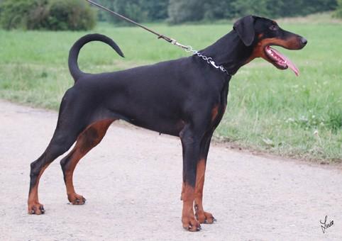 Sanguesa Velvet Venus | Black Doberman Pinscher