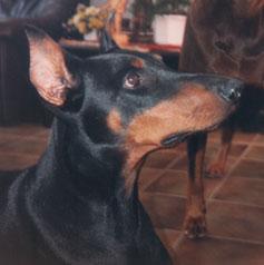 Asja (NHSB 1553797) | Black Doberman Pinscher