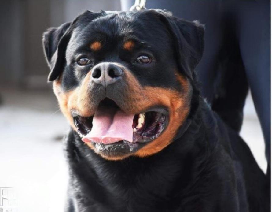 Noby from Royal Breed | Rottweiler 