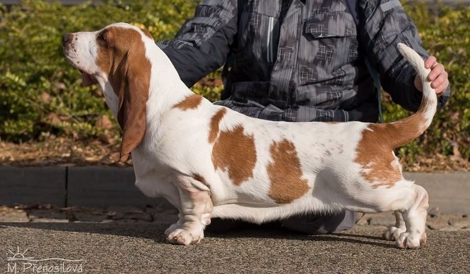 Elza Štemarali | Basset Hound 