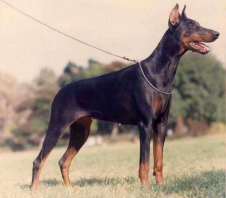 Pure Diamonds Royal Britt | Black Doberman Pinscher