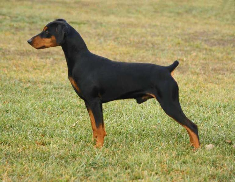 Nevars Cause for Applause Fabala | German Pinscher 