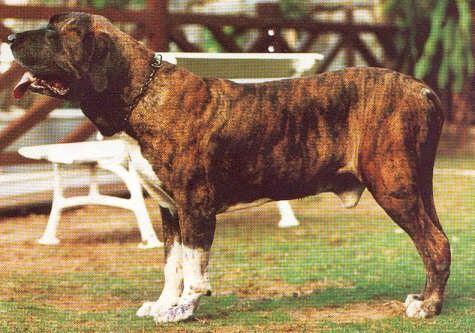 Boran de Samor | Fila Brasileiro 