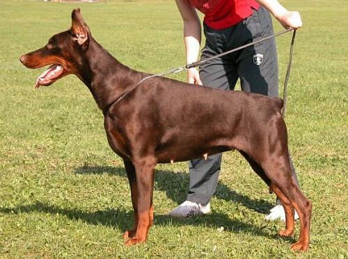 Phantasy de Grande Vinko | Brown Doberman Pinscher