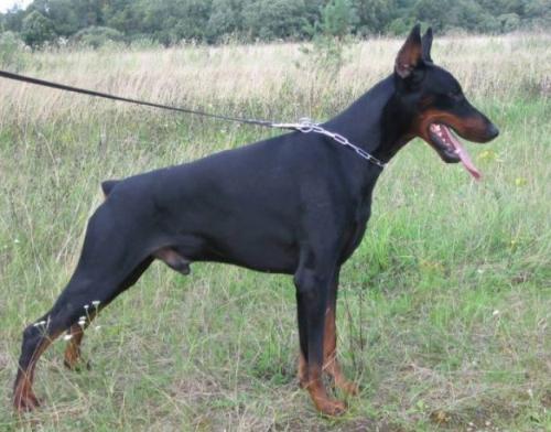 Yacheero's Dago Daganzo | Black Doberman Pinscher