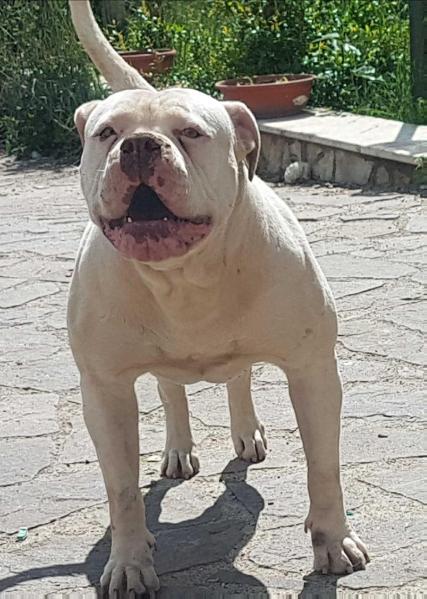 JBK WHITE QUEEN | American Bulldog 