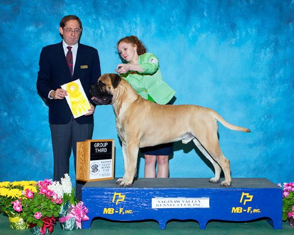 River Haven's Dal Primo Bohemian Rhapsody | Bullmastiff 