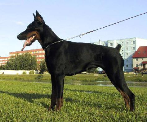 Tessa Valjur Imidz | Black Doberman Pinscher