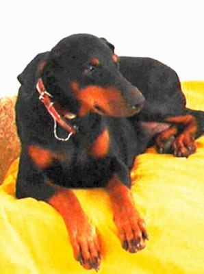 Marisol Maria-Jesus | Black Doberman Pinscher