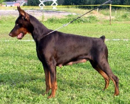 Tahi-Réme Triniti | Brown Doberman Pinscher