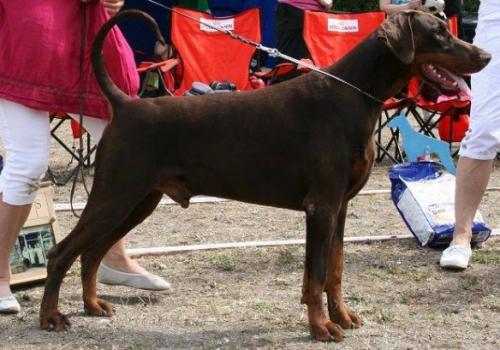 Jean Dark Grabazzi | Brown Doberman Pinscher