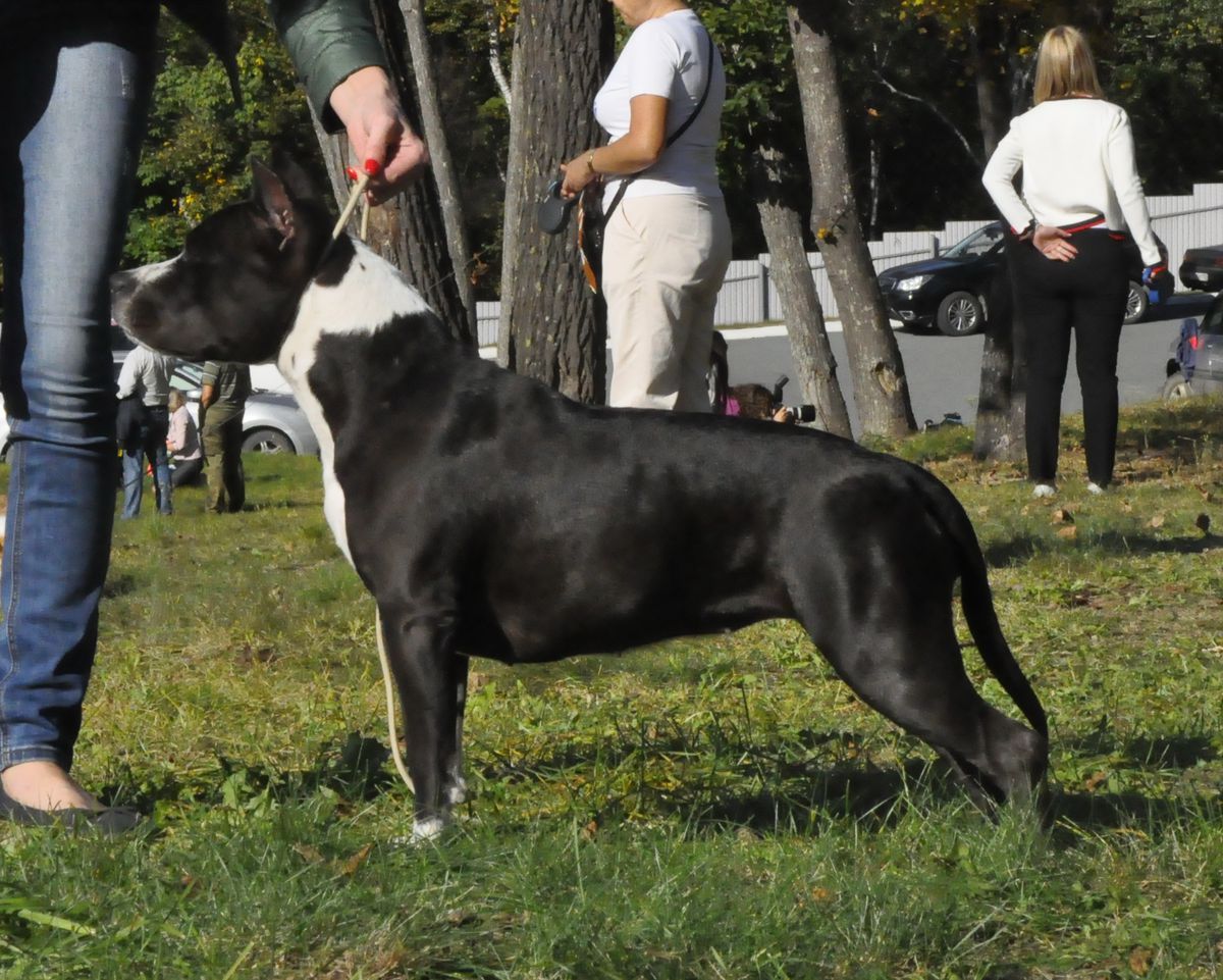 Otvazhnyj Drug Bella | American Staffordshire Terrier 