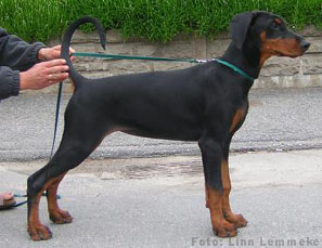 Jean Dark Gabriella Sabbatini | Black Doberman Pinscher