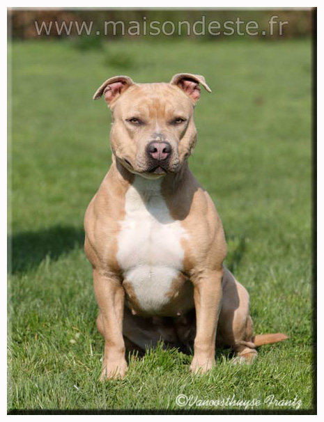 Evie De la Maison d'Este | American Staffordshire Terrier 