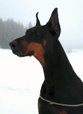 Smart Wood Hills Tamara | Black Doberman Pinscher