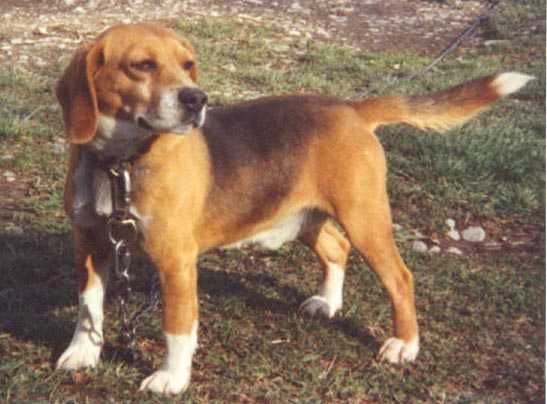 Woodpont Joker | Beagle 