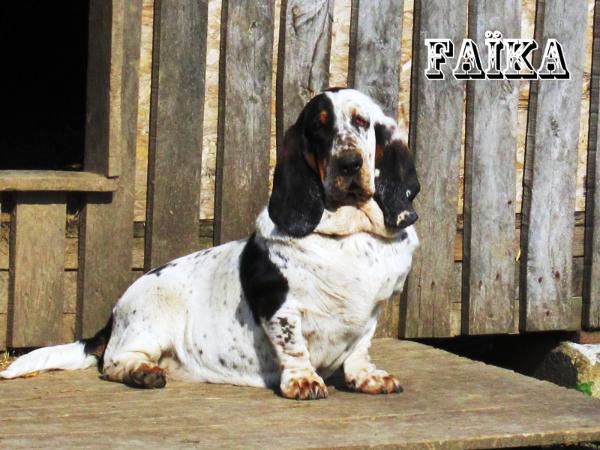 Faika | Basset Hound 