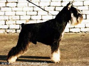 Falkendal's King of Diamonds | Miniature Schnauzer 