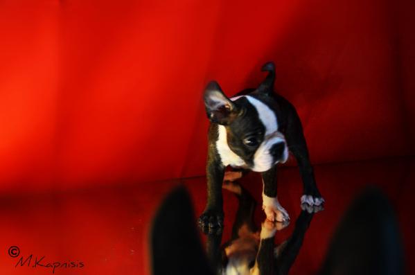 Hecuba Areos pagos yia loou sou | Boston Terrier 